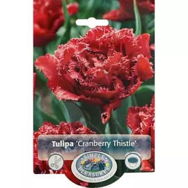 Тюльпан Simple Pleasures Cranberry Thistle 6 шт