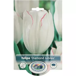 Тюльпан Simple Pleasures Diamond Jubilee 8 шт