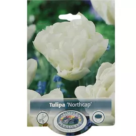 Тюльпан Simple Pleasures Northcap 8 шт