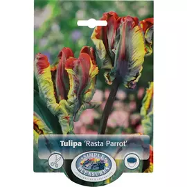 Тюльпан Simple Pleasures Rasta Parrot 6 шт