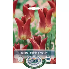 Тюльпан Simple Pleasures Striking Match 6 шт