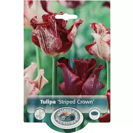 Тюльпан Simple Pleasures Striped Crown 6 шт