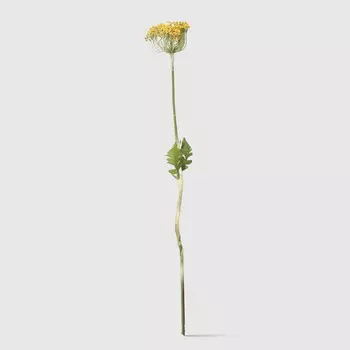 Укроп цветущий Конэко-О 98513