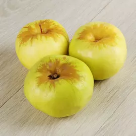 Яблоко Антоновка