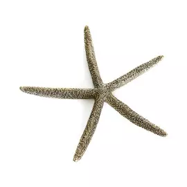 Звезда морская Yachtline 26 см