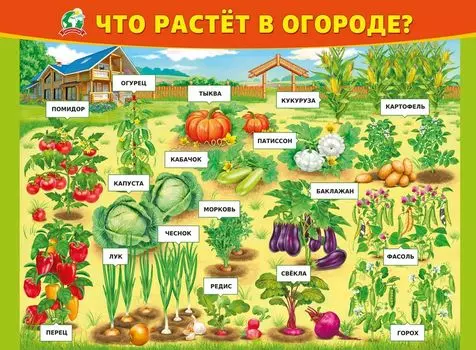 Плакат "Что растёт в огороде?"