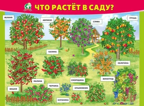 Плакат "Что растёт в саду?"