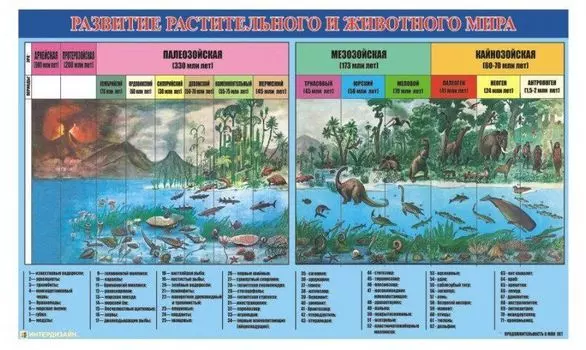 Плакат виниловый "Развитие растительного и животного мира"