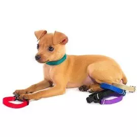 Ошейник Дарэлл Мини цветной капроновый (1 x 28 см, )