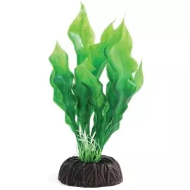 Растение Laguna Апоногетон зеленый для акариумов (10 см)