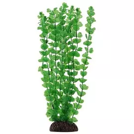 Растение Laguna Бакопа зеленая для акариумов (10 см)