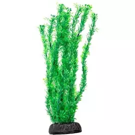 Растение Laguna Лигодиум зеленый для акариумов (30 см)