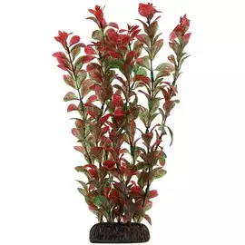 Растение Laguna Людвигия красная для акариумов (30 см)