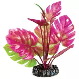 Растение Laguna Монстера для акариумов (20 см)