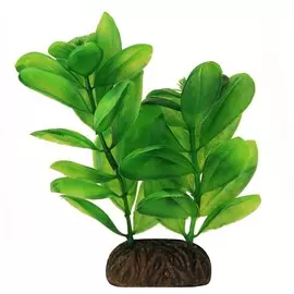 Растение Laguna Самолюс зеленый для акариумов (10 см)