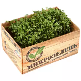 Микрозелень Московский кресс-салат 1 штука