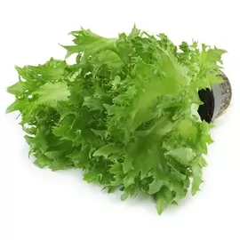 Салат Агрохолдинг Московский Фриллис хрустящий в горшочке 1 штука