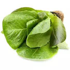 Салат Агрохолдинг Московский Ромэн в горшочке 1 штука