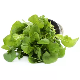 Салат Агрохолдинг Московский Руккола Премиум в горшочке 1 штука