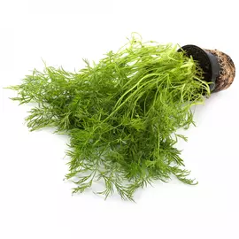 Укроп Агрохолдинг Московский Премиум в горшочке 1 штука