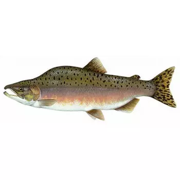 Горбуша свежемороженая Экоисточник 1,3-1,8 кг