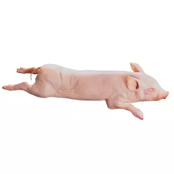 Молочный поросенок (Ферма Здоровеньково) 3,0-5,0 кг