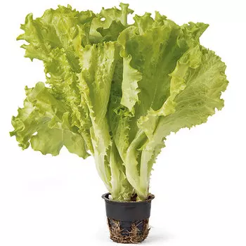 Салат листовой Metro Chef в горшочке