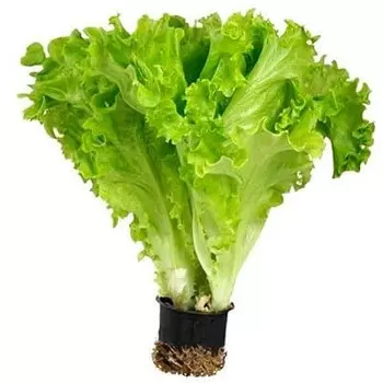 Салат листовой Московский Премиум в горшочке