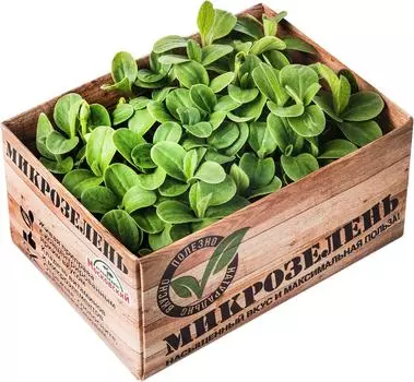 Микрозелень Агрокомбинат Московский Бораго 1шт