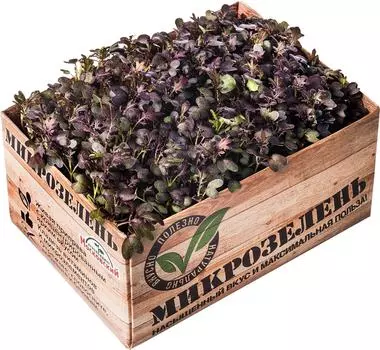 Микрозелень Агрокомбинат Московский Горчица красная 1шт