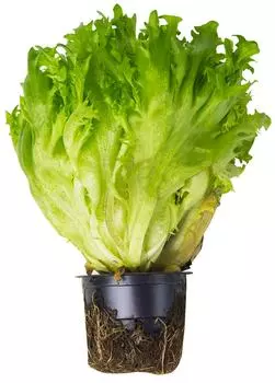 Салат Фриллис 1шт