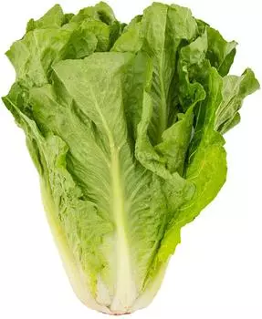 Салат Романо 1шт - Vprok.ru Перекрёсток