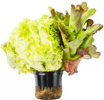 Салат Трио Микс в горшке 1шт - Vprok.ru Перекрёсток