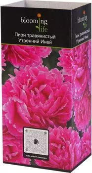 Саженцы Gulf Flowers Пион травянистый утренний иней