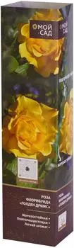 Саженцы Gulf Flowers Роза флорибунда голден дримс