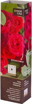 Саженцы Gulf Flowers Роза плетистая симпати в тубе