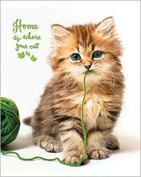 Тетрадь ArtSpace Where your friend клетка А5 48л