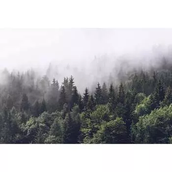 Фотообои DIVINO