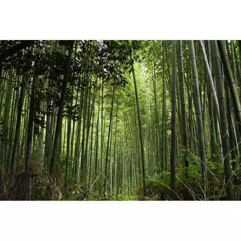 Фотообои Студия фотообоев