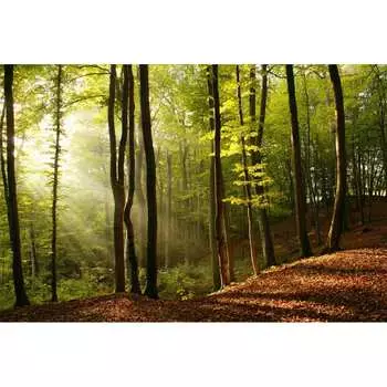 Фотообои Студия фотообоев