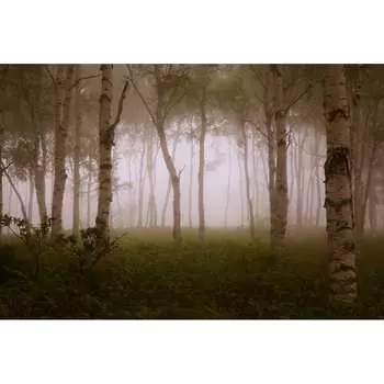 Фотообои Студия фотообоев