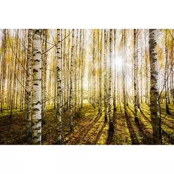 Фотообои Студия фотообоев