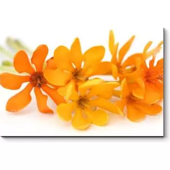 Картина Picsis 5964-13174807