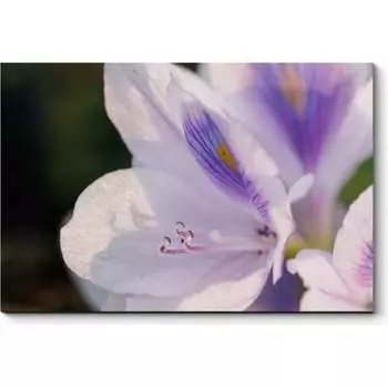 Картина Picsis 653-9927093
