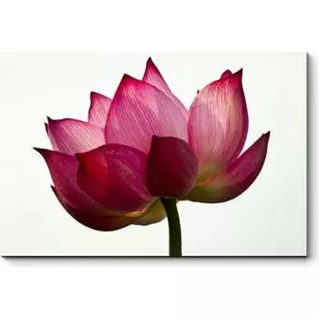 Картина Picsis 4543-10128346