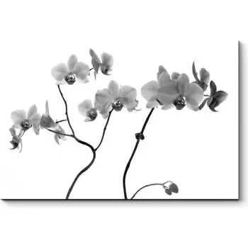 Картина Picsis 2576-10771251