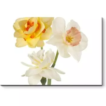 Картина Picsis 5981-13164516