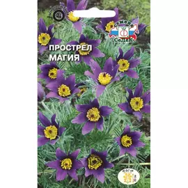Прострел семена СеДек