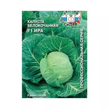 Семена СеДек 15882