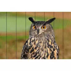 Картина Птицы